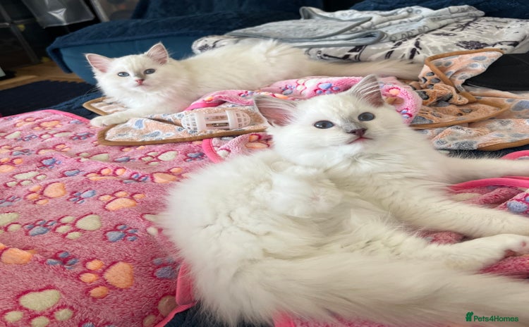 Ragdoll cats - Advert 3