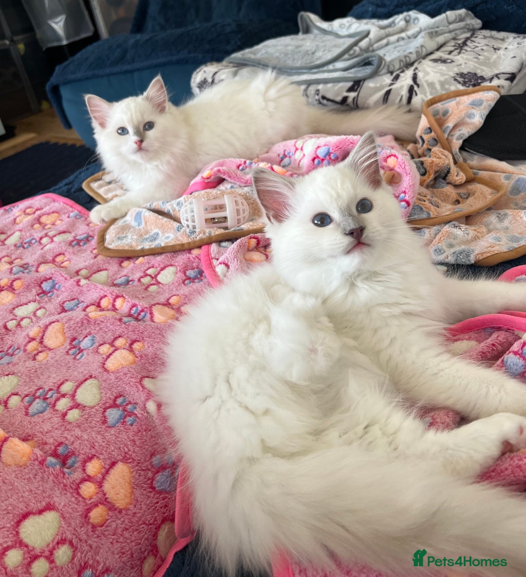 Ragdoll cats for sale: Beautiful Pedigree Ragdoll Kittens - Image 1