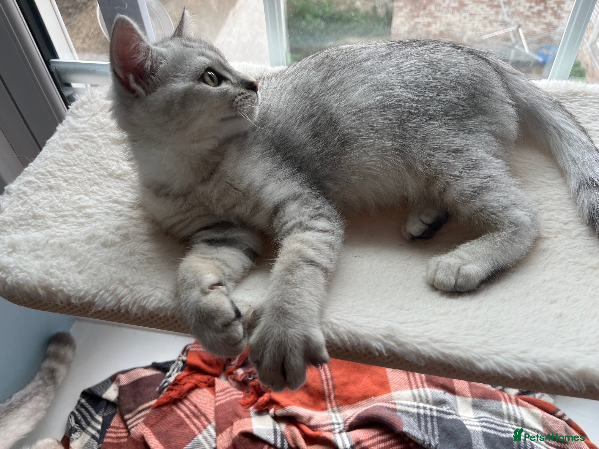 British Shorthair cats for sale: BHS x kittens - Advert 15
