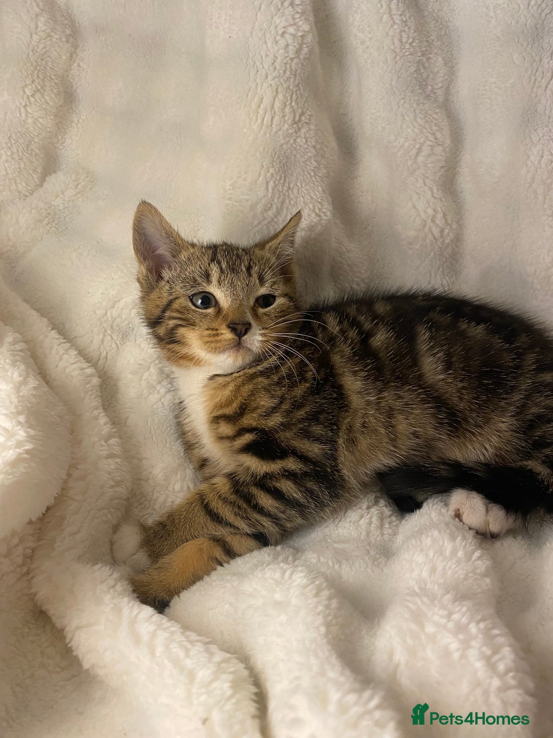 Domestic Shorthair cats for sale: Female Kitten Awaiting Its Forever Home🏡 - Advert 6
