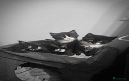 Mixed Breed cats for sale: Adorable 4 Kittens for Sale! - Image 5