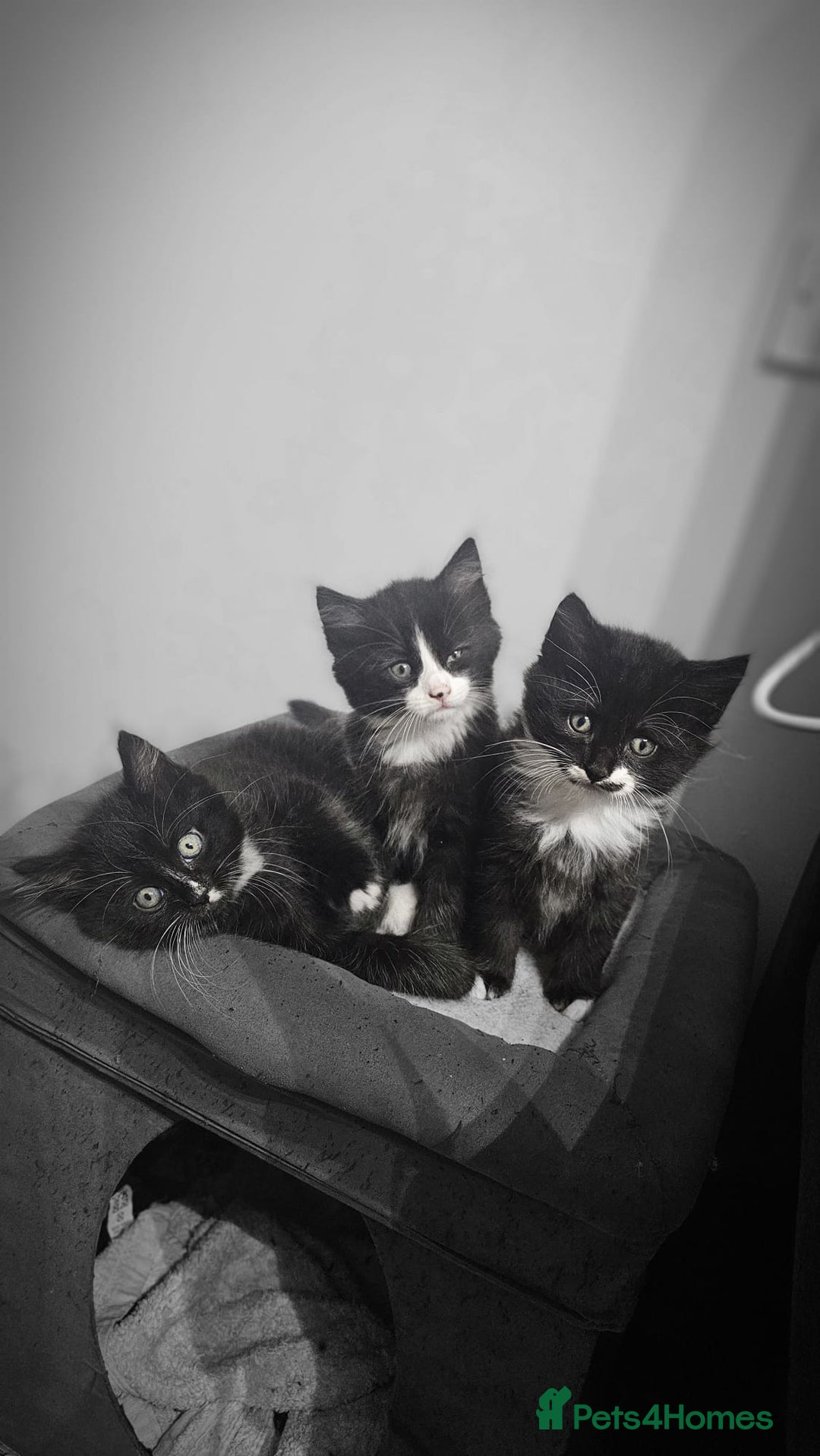 Mixed Breed cats for sale: Adorable 4 Kittens for Sale! - Image 5