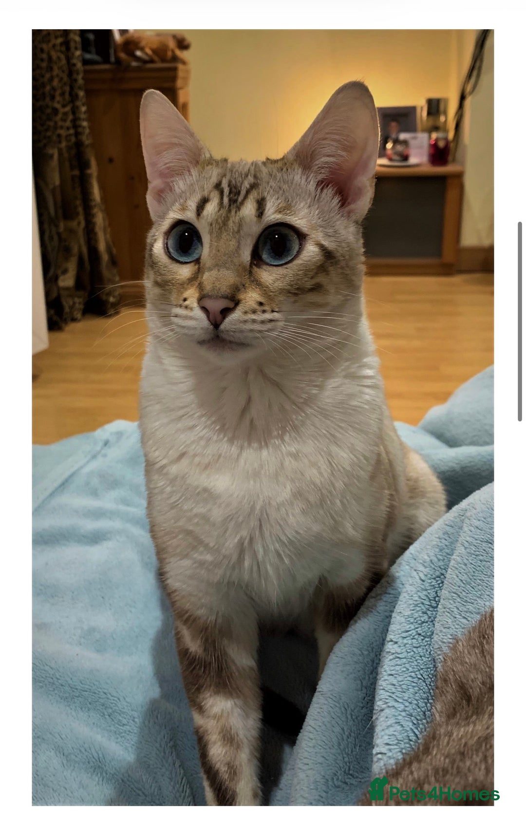 Bengal cats for sale: Affectionate Snow Bengal Female (TICA REGISTERED) - Advert 3