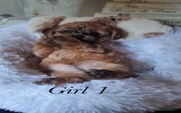 Shorkie dogs for sale: 9 stunning shorkie puppies - Image 5