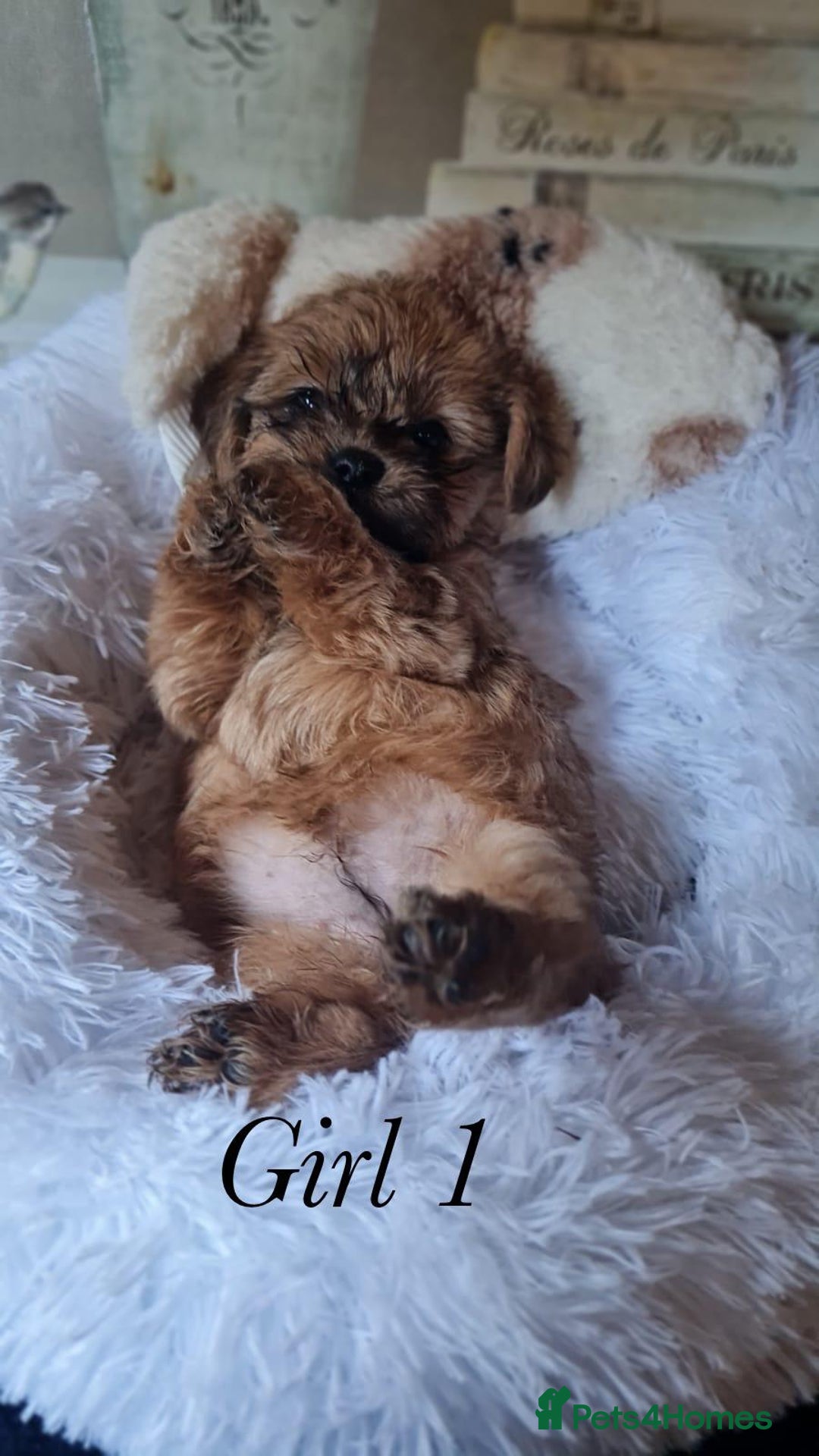 Shorkie dogs for sale: 9 stunning shorkie puppies - Image 5