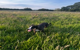 Lurcher dogs for sale: Bitch Lurcher pup  - Image 1