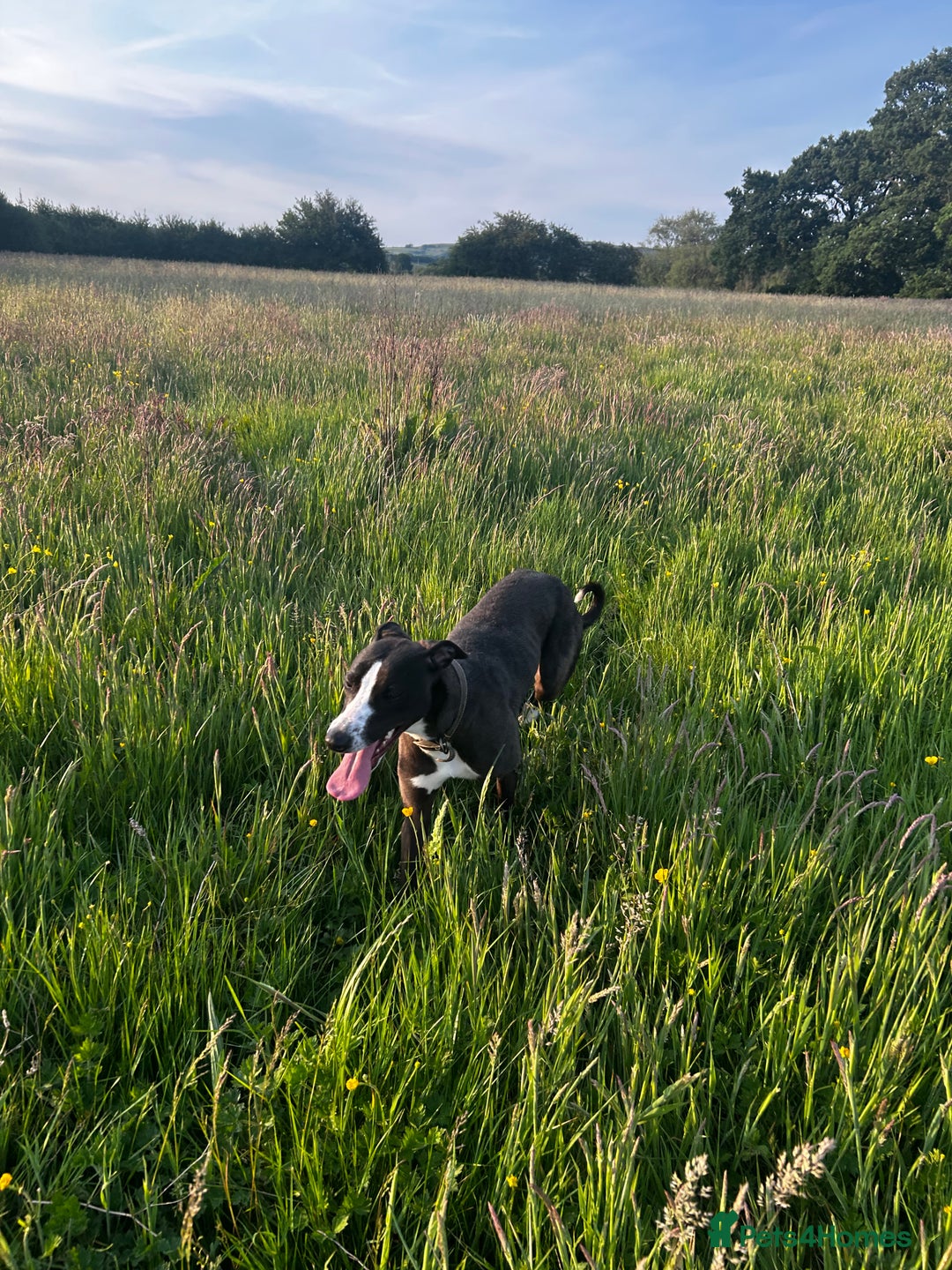 Lurcher dogs for sale: Bitch Lurcher pup  - Image 1