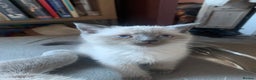 Persian cats for sale: cute 9wk old adorable bundle of joy Persian kitten - Advert 18