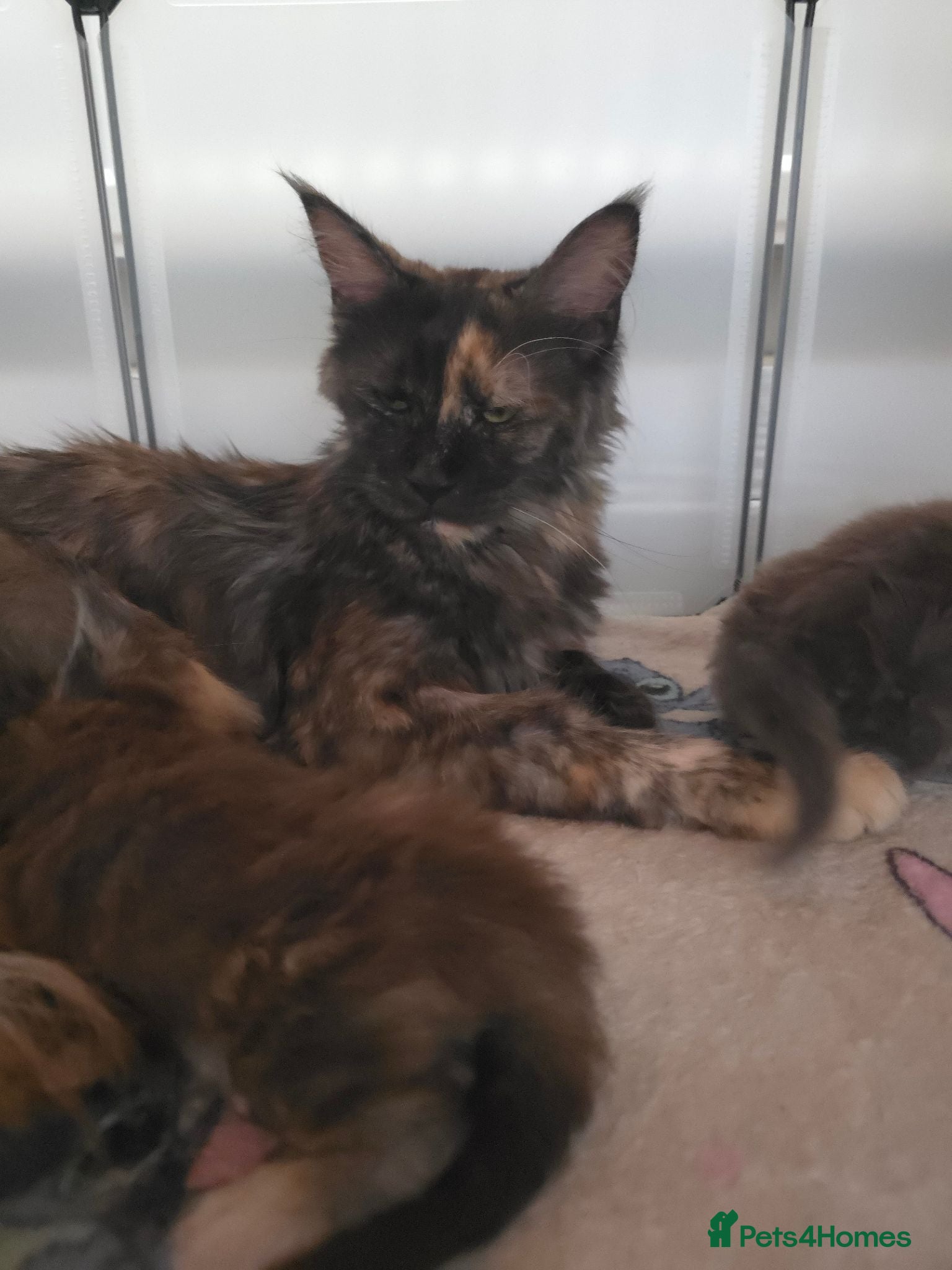 Maine Coon cats Russian mainecoon kittens  - Advert 1
