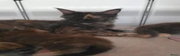 Maine Coon cats for sale: Russian mainecoon kittens  - Advert 1