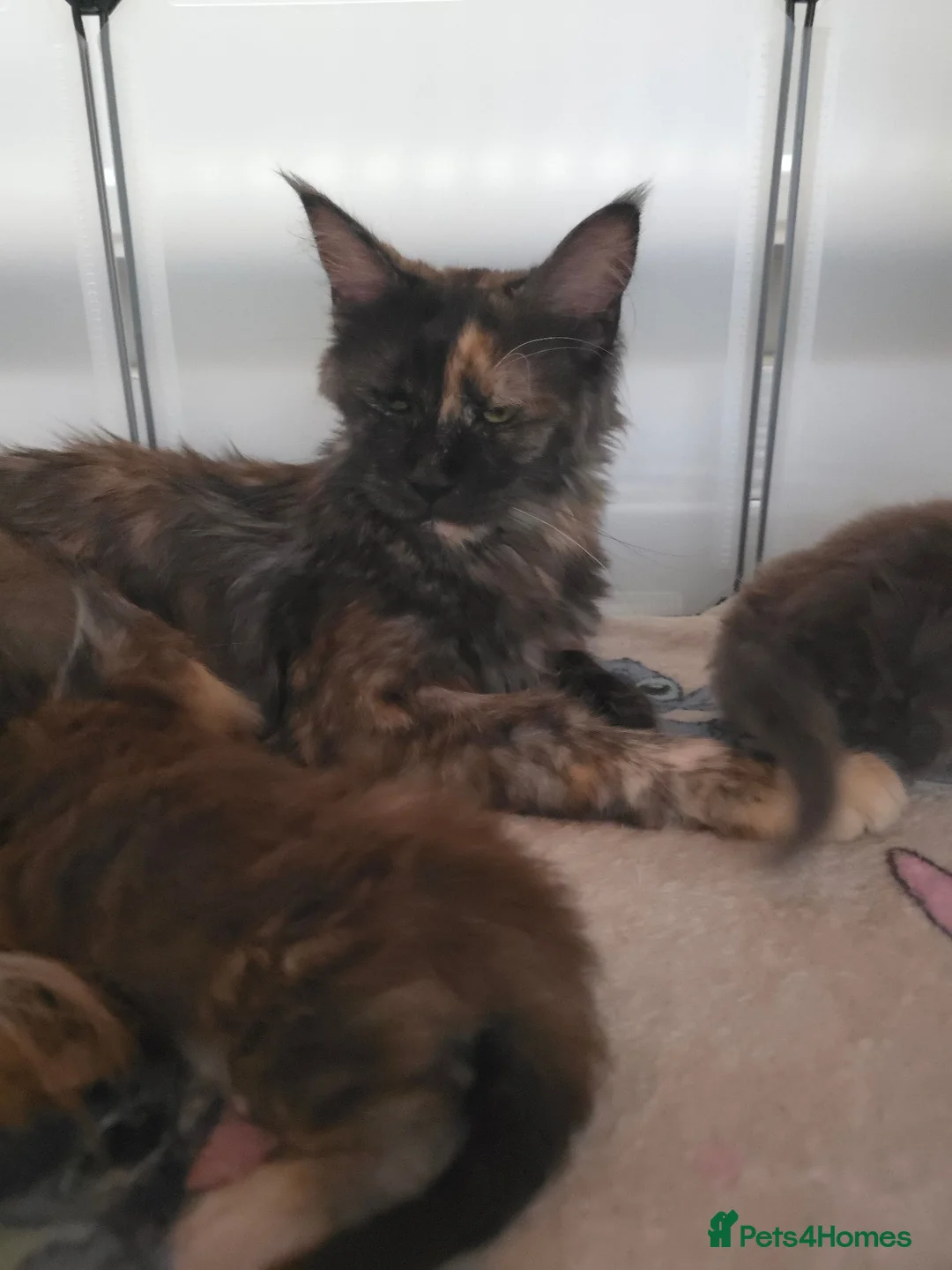 Maine Coon cats for sale: Russian mainecoon kittens  - Advert 1