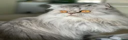 Persian cats for sale: Persian Cat - Advert 4