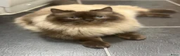 Ragamese cats for sale: Beautiful Ragamese kittens - Advert 4