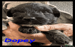 Yorkiepoo dogs for sale:  Adorable YorkiePoo Pups Looking for Loving Homes  - Image 9