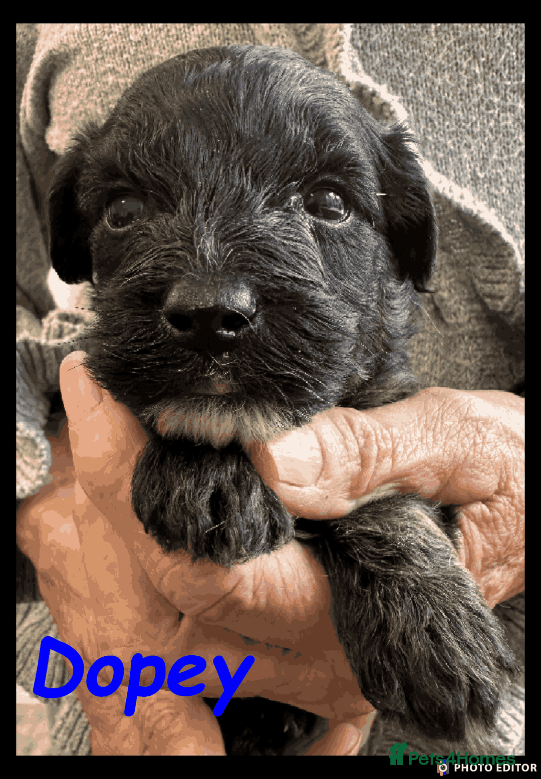 Yorkiepoo dogs for sale:  Adorable YorkiePoo Pups Looking for Loving Homes  - Image 9