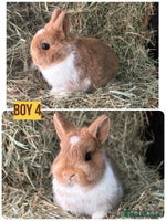 Netherland Dwarf rabbits Stunning Netherland dwarves - Advert 1