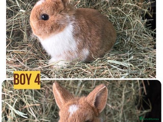 Netherland Dwarf rabbits Stunning Netherland dwarves - Advert 3