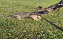 Mixed Breed dogs for sale: Male mali x GSD - Image 7