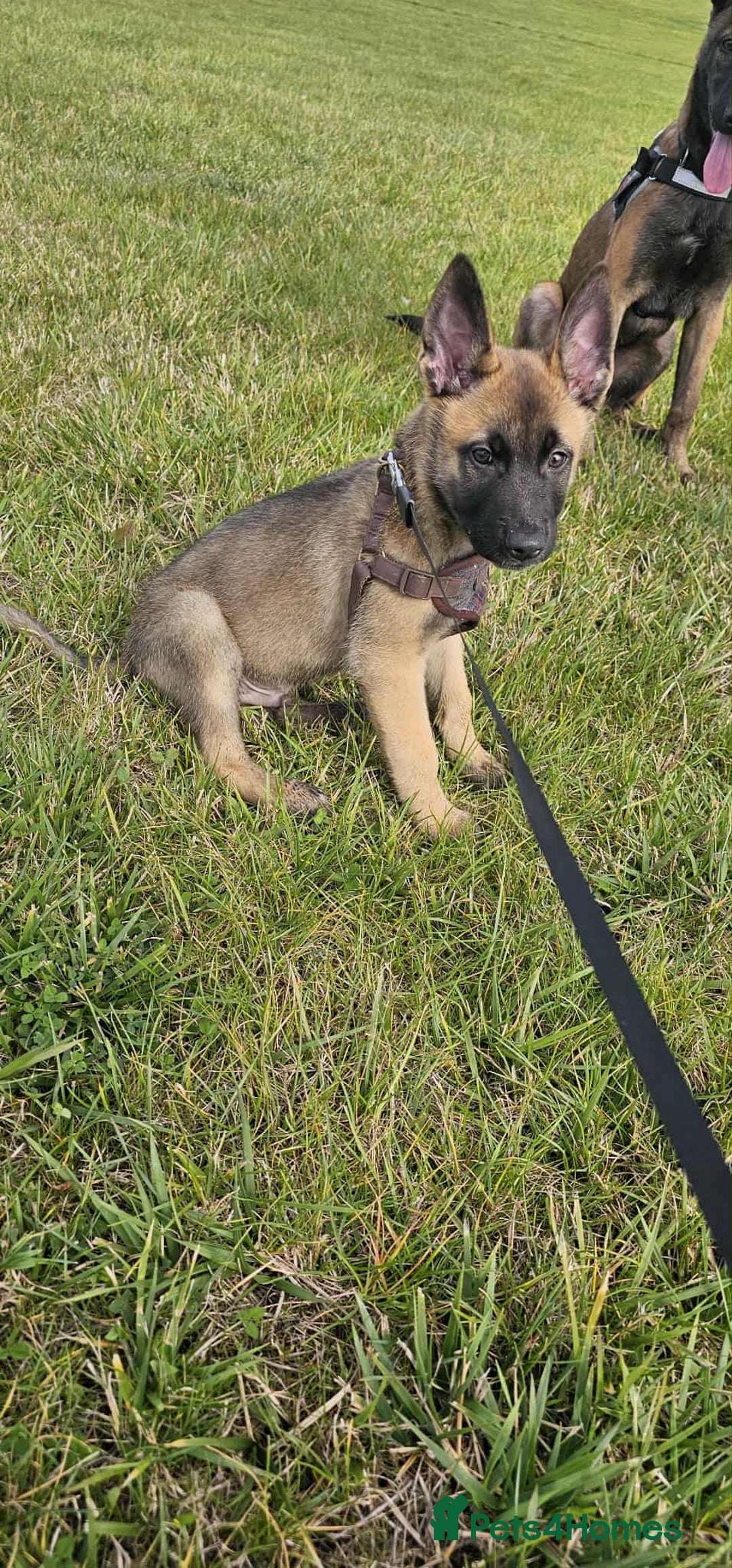 Mixed Breed dogs for sale: Male mali x GSD - Image 7