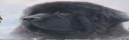 Newfoundland dogs for sale: KC Registered Black Newfoundland Puppies  in Moffat - Advert 18