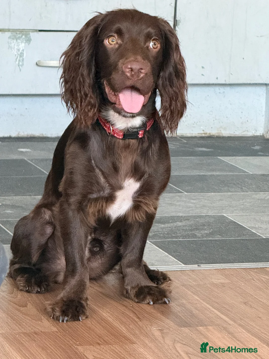 Cocker Spaniel dogs for sale: Beautiful 9 month old cocker spaniel - Advert 3