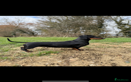 Dachshund dogs for sale: Wait list now open for KC dachshund puppies - Image 6