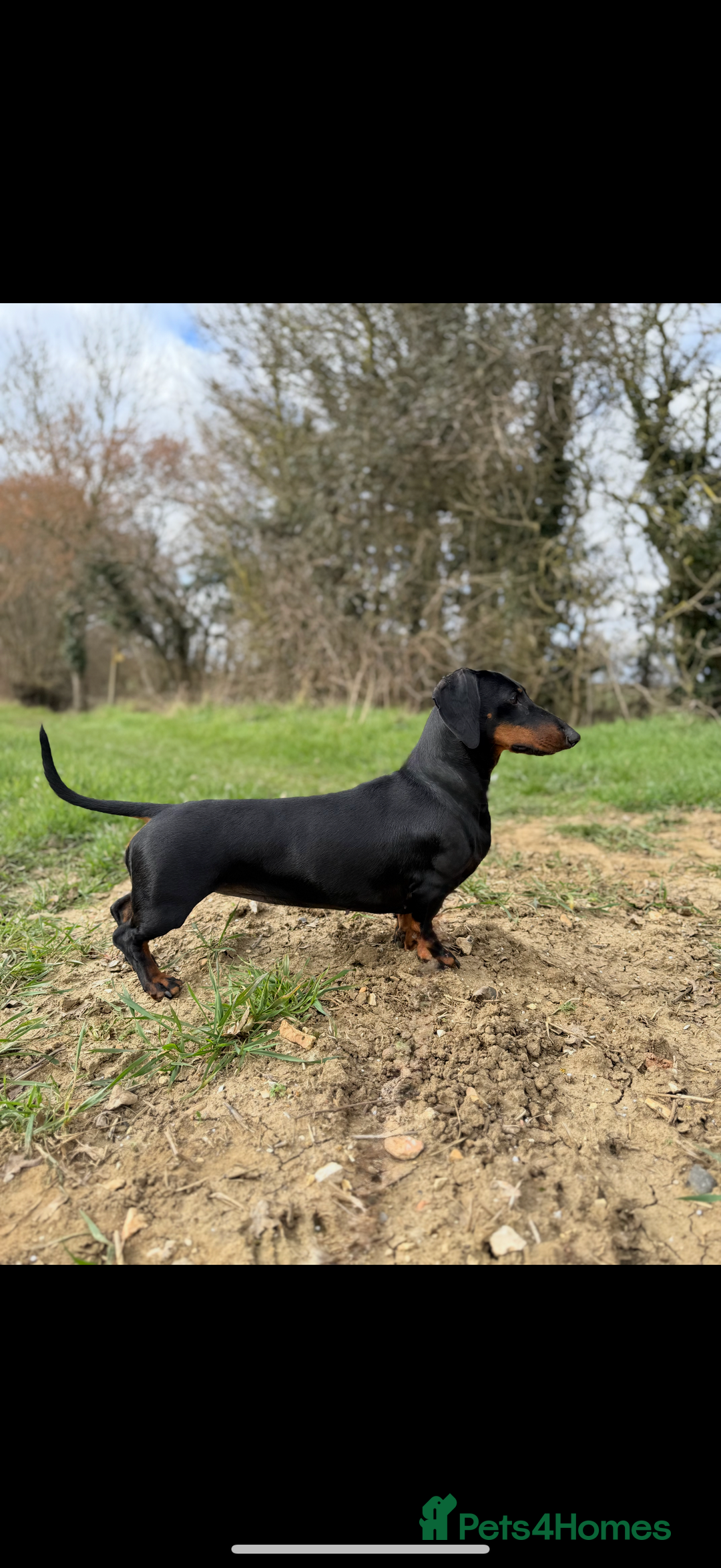 Dachshund dogs for sale: Wait list now open for KC dachshund puppies - Image 6
