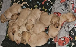 Labrador Retriever dogs for sale: Working lab pups - Image 8