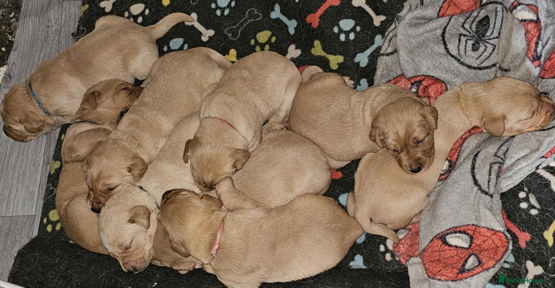 Labrador Retriever dogs for sale: Working lab pups - Image 8