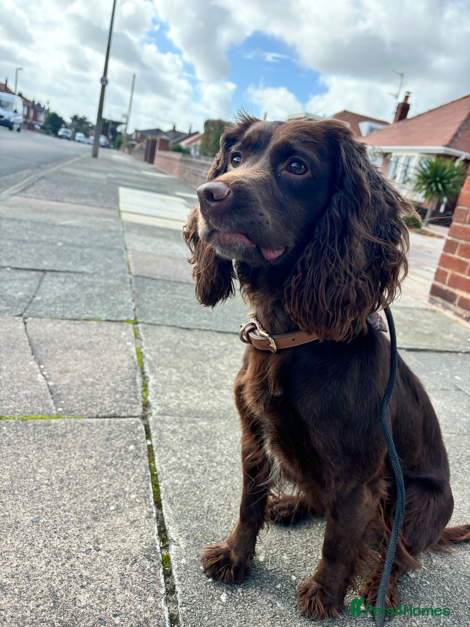 Sprocker dogs Ella is looking for a forever home  - Advert 3