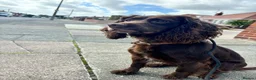 Sprocker dogs for sale: Ella is looking for a forever home  - Advert 1