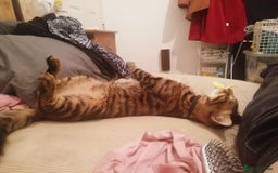 Bengal cats for sale: Garf unneutered male  - Image 5