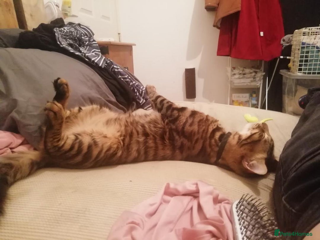 Bengal cats for sale: Garf unneutered male  - Image 5