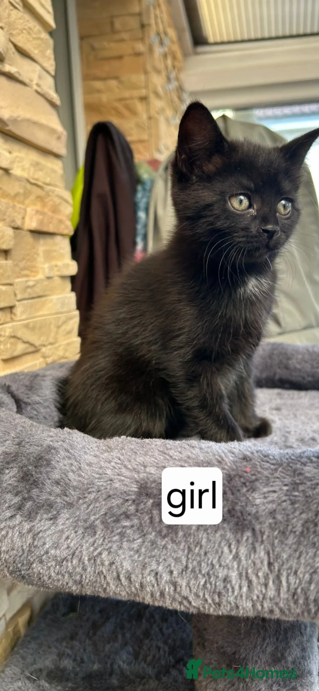 Mixed Breed cats for sale: Kittens  - Advert 2