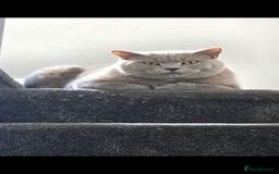 British Shorthair cats for sale: Adult British Short Hair male for adoption  - Image 5