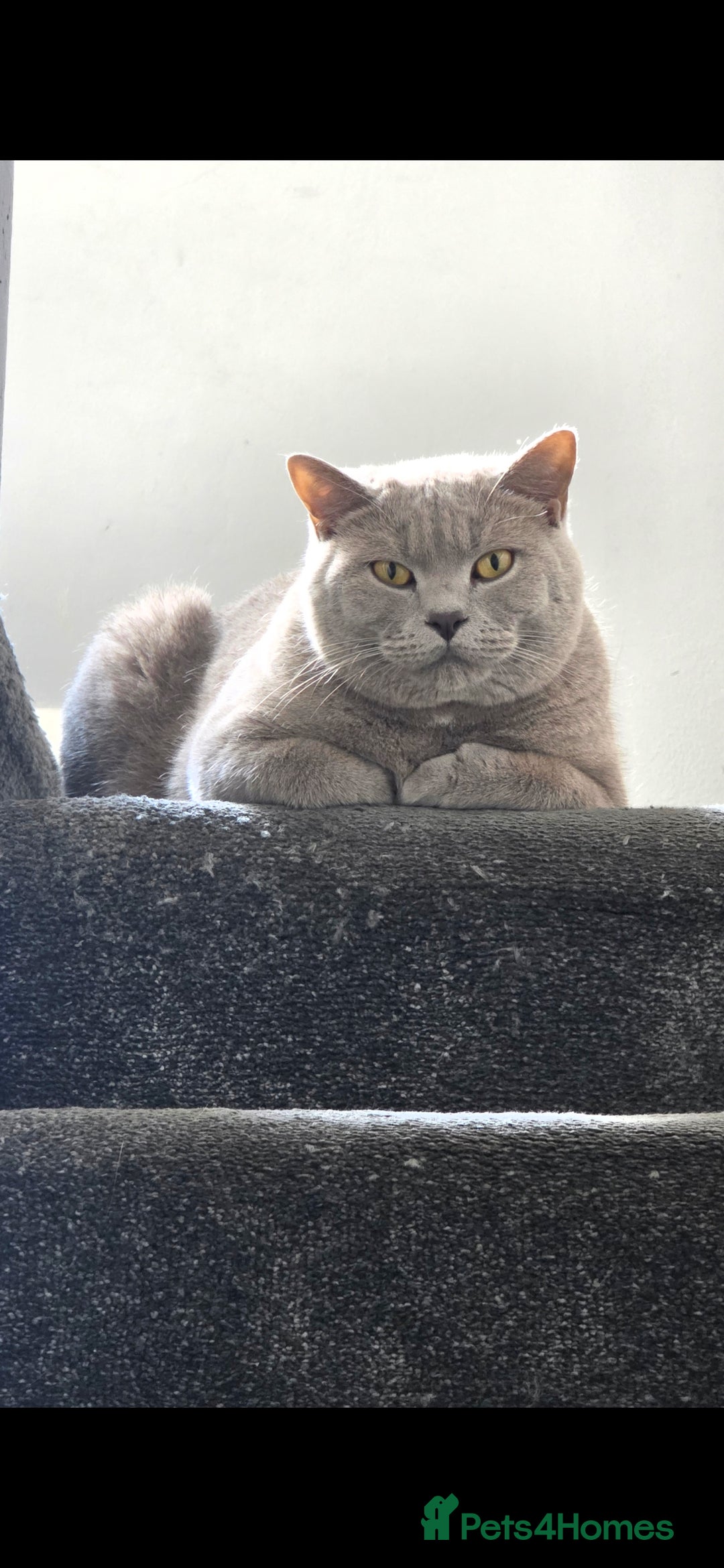 British Shorthair cats for sale: Adult British Short Hair male for adoption  - Image 5