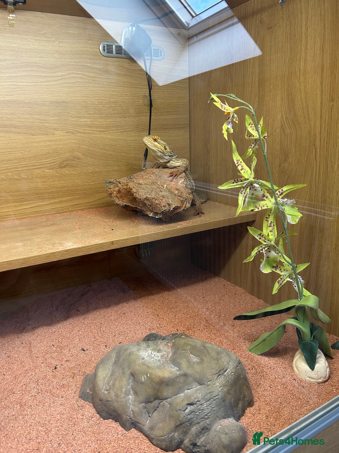 Bearded Dragon reptiles for sale: Bearded Dragon - Advert 2