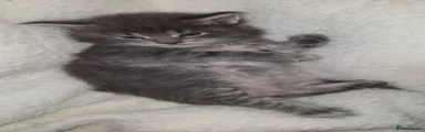 Maine Coon Kitten 4