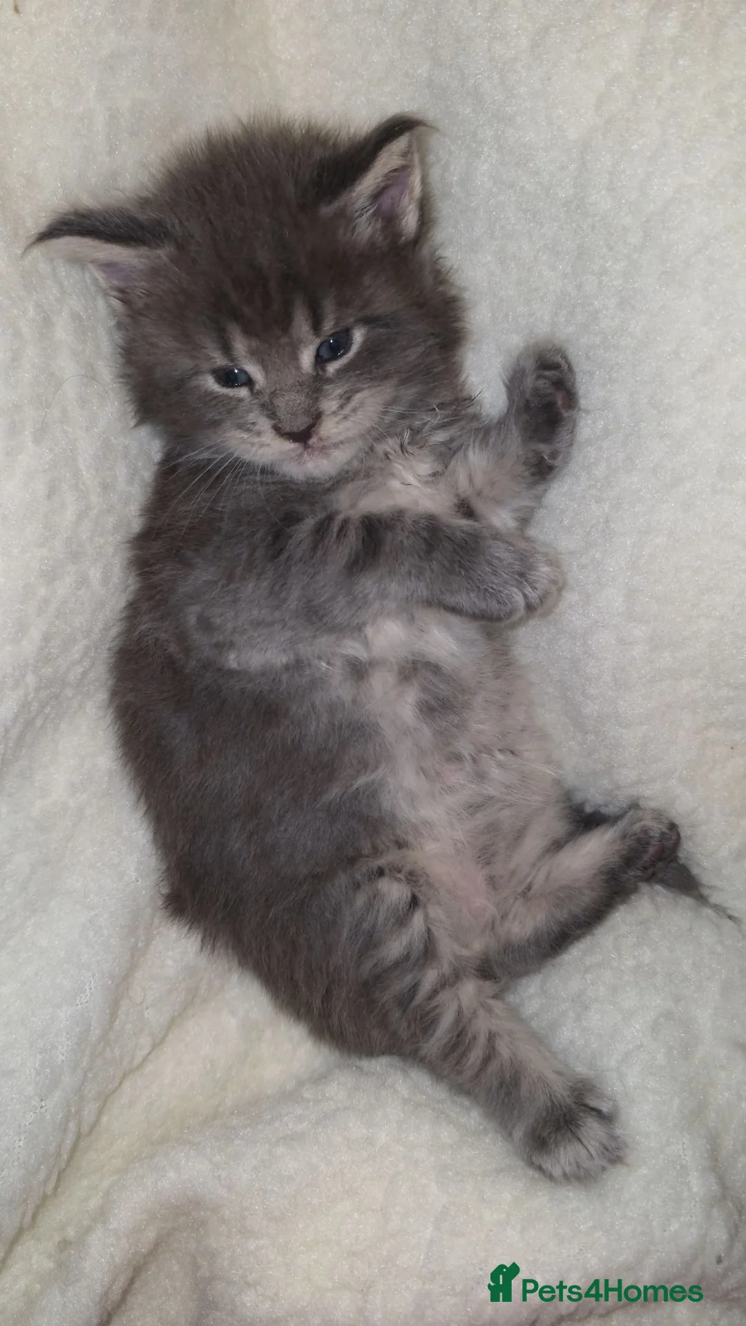 Maine Coon cats for sale: Tica beautiful Maine Coon kittens  - Advert 24