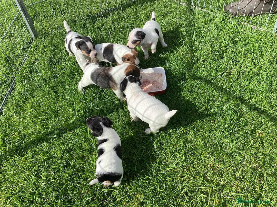 Parson Russell dogs for sale: Beautiful Parsons Jack Russell Terrier Puppies - Advert 2