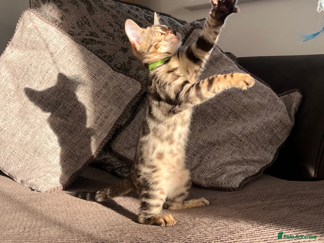Bengal cats for sale: Stunning full pedigree bengal kittens  - Image 20
