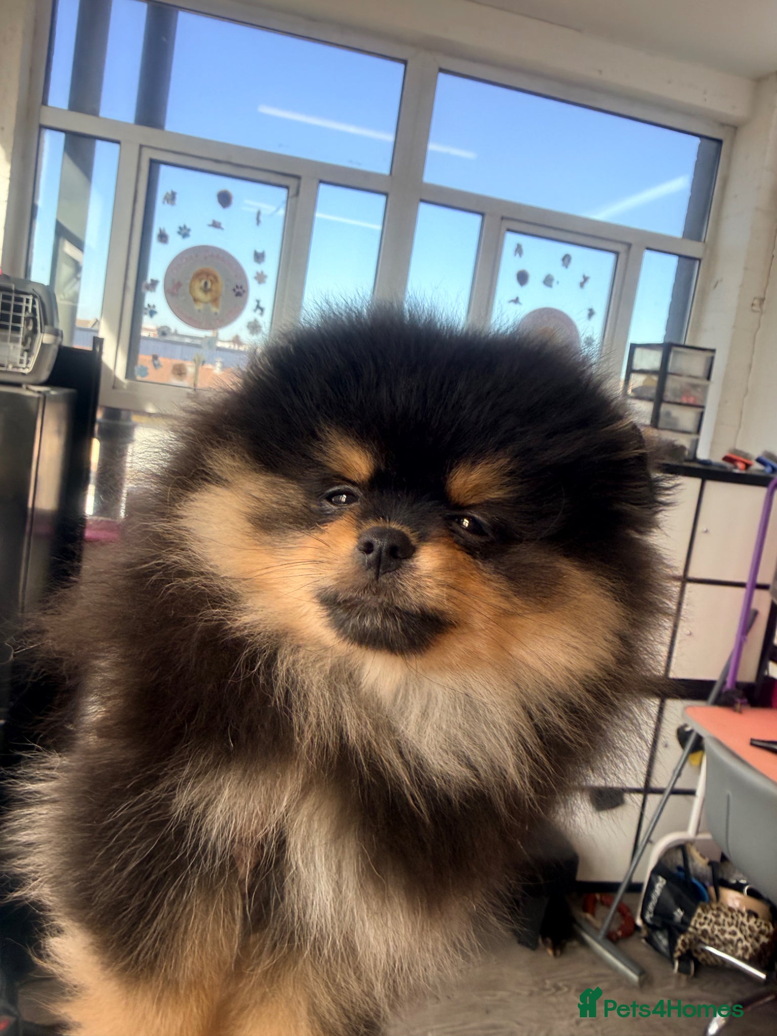 Pomeranian dogs Beautiful teddy face Merle & black& tan  - Advert 5