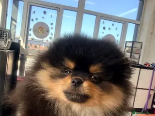 Pomeranian dogs Beautiful teddy face Merle & black& tan - Advert 5