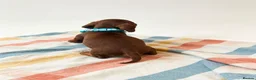 Dachshund dogs for sale: Litter of 5 stunning dachshund pups - Advert 9
