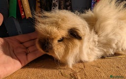 Guinea Pig rodents for sale: Swiss bonded baby boys - Image 1