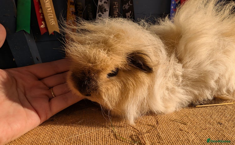 Guinea Pig rodents - Advert 2