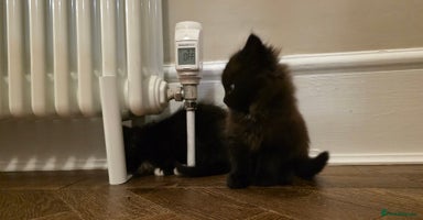 Maine Coon cats - Advert 1
