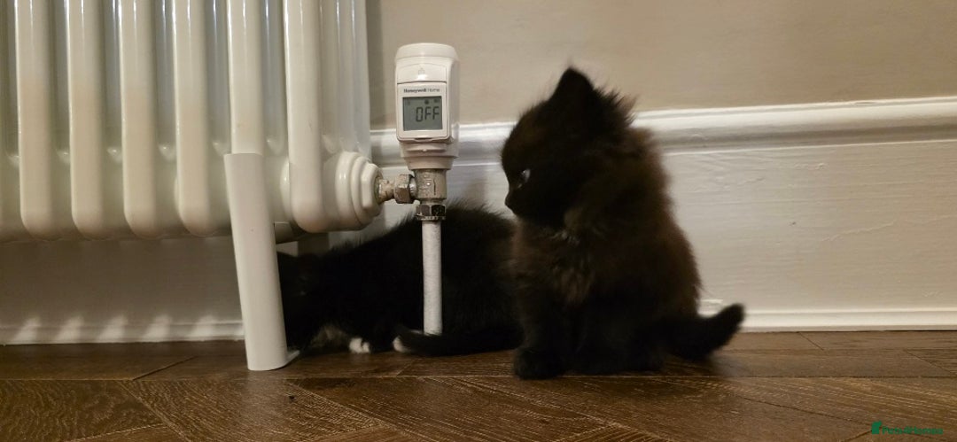 Maine Coon cats for sale: Maine coon x kittens  - Image 2