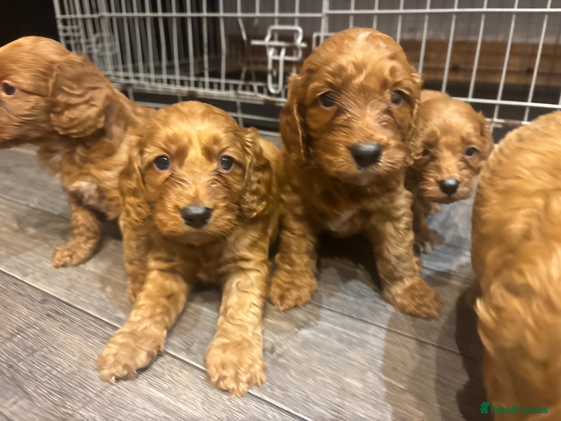 Cockapoo dogs Cockapoo puppies  - Advert 2