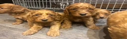 Cockapoo dogs for sale: Cockapoo puppies  - Advert 7